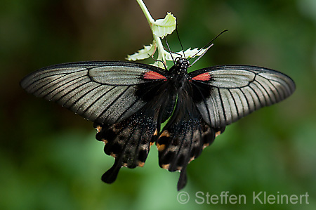 276 Gelbrand-Schwalbenschwanz - Papilio lowii